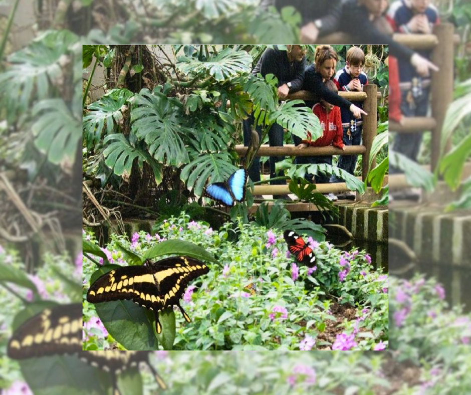 La Casa delle Farfalle: un museo naturalistico per famiglie