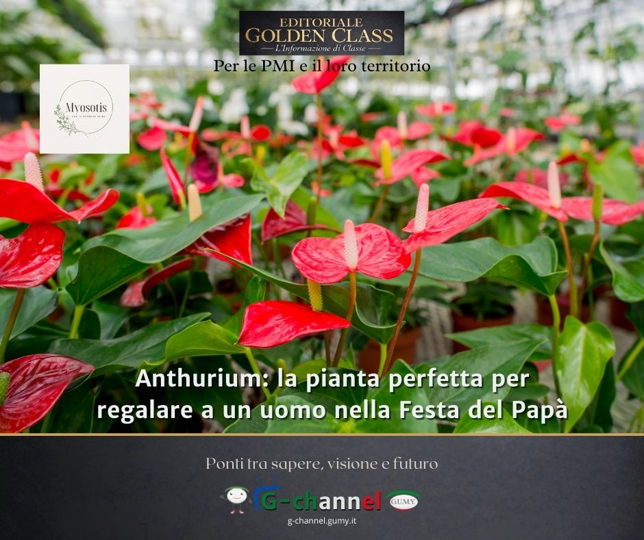 Anthurium: la pianta perfetta per regalare a un uomo nella Festa del Papà