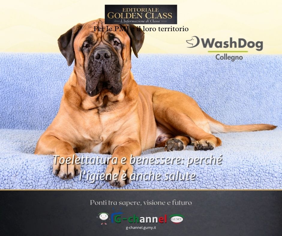 Toelettatura e benessere: perché l’igiene è anche salute