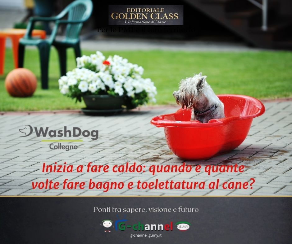 Inizia a fare caldo: quando e quante volte fare bagno e toelettatura al cane?
