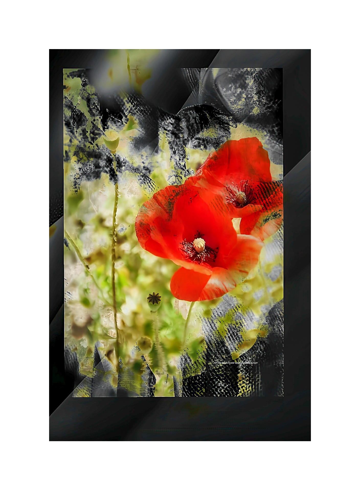 In un campo di papaveri