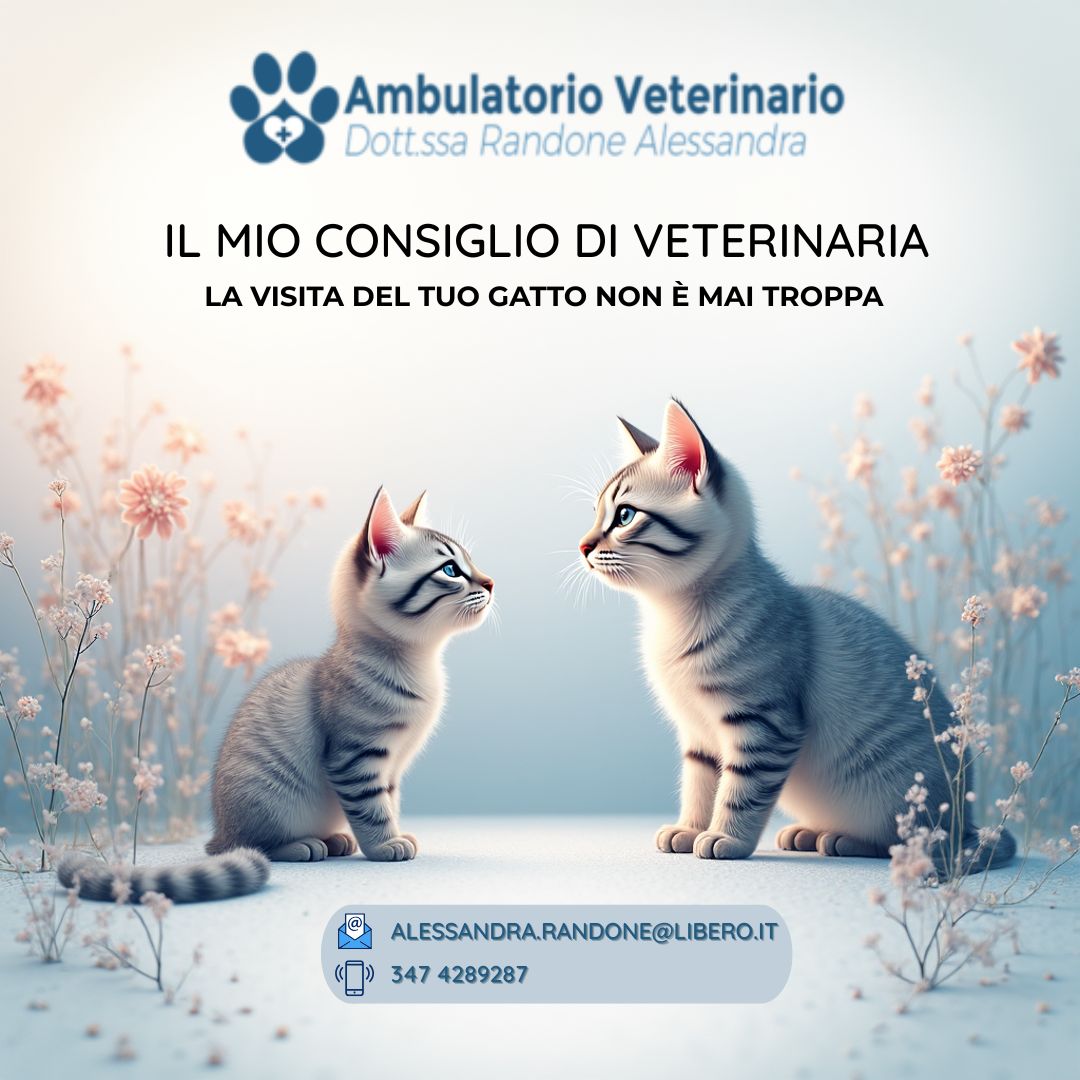 Visita veterinaria: i miei consigli per il benessere dei gatti
