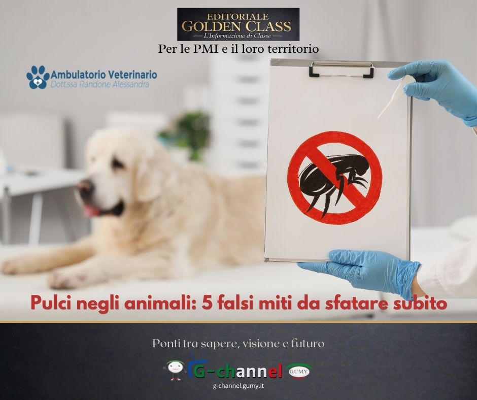 Pulci negli animali: 5 falsi miti da sfatare subito