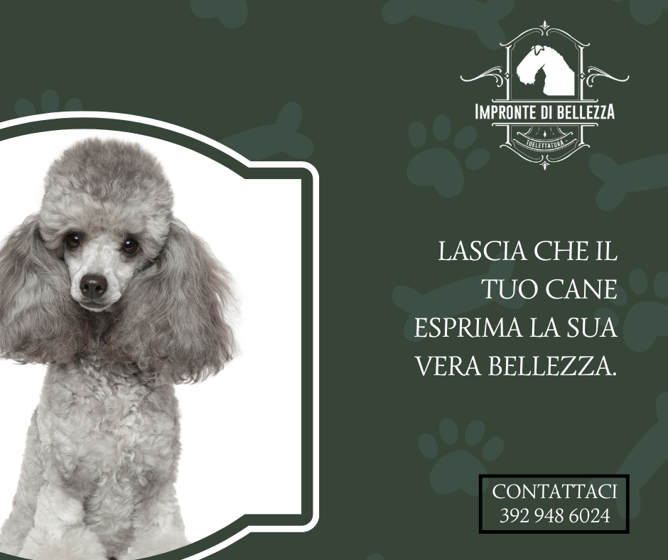 Il Grooming come Arte: Esaltare la Personalità del Tuo Cane Il Grooming come Arte: Esaltare la Personalità del Tuo Cane