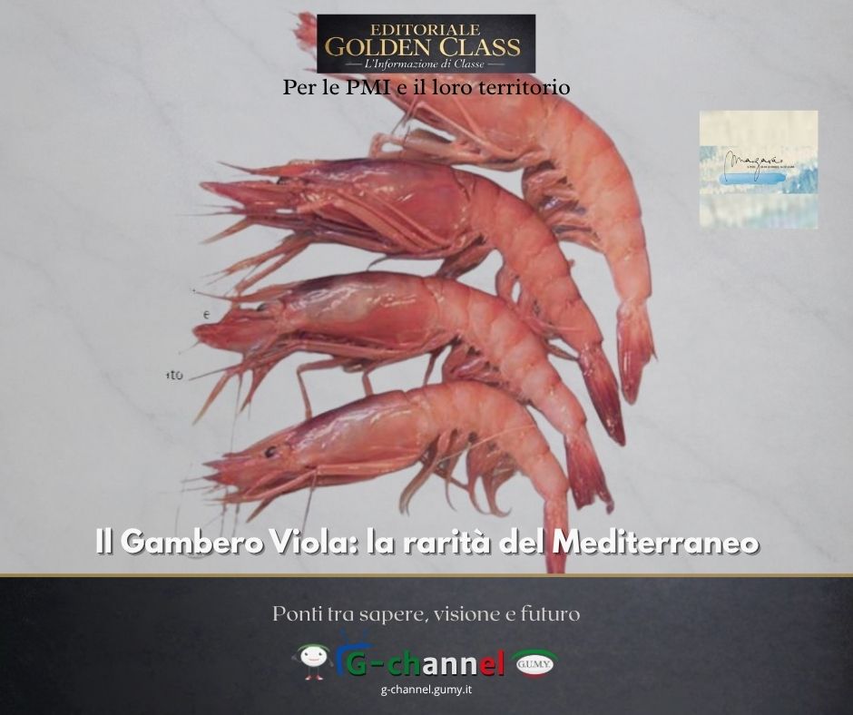 Il Gambero Viola: la rarità del Mediterraneo