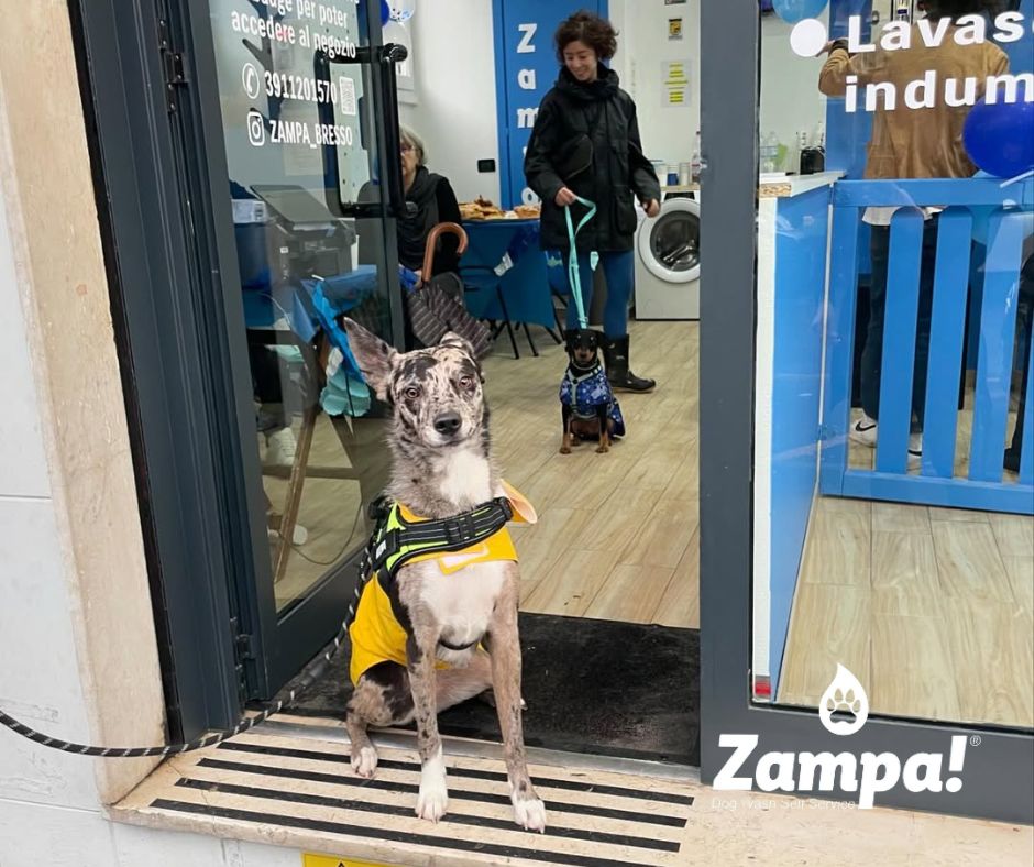 I due servizi di Zampa Bresso in sintesi I due servizi di Zampa Bresso in sintesi
