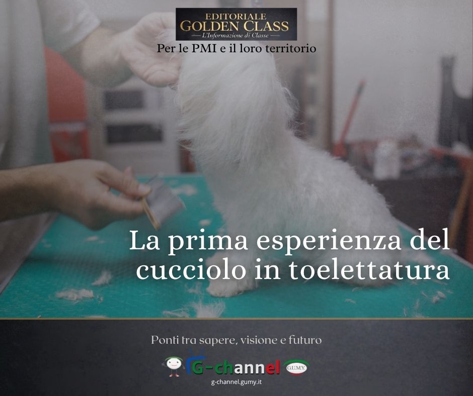 La prima esperienza del cucciolo in toelettatura