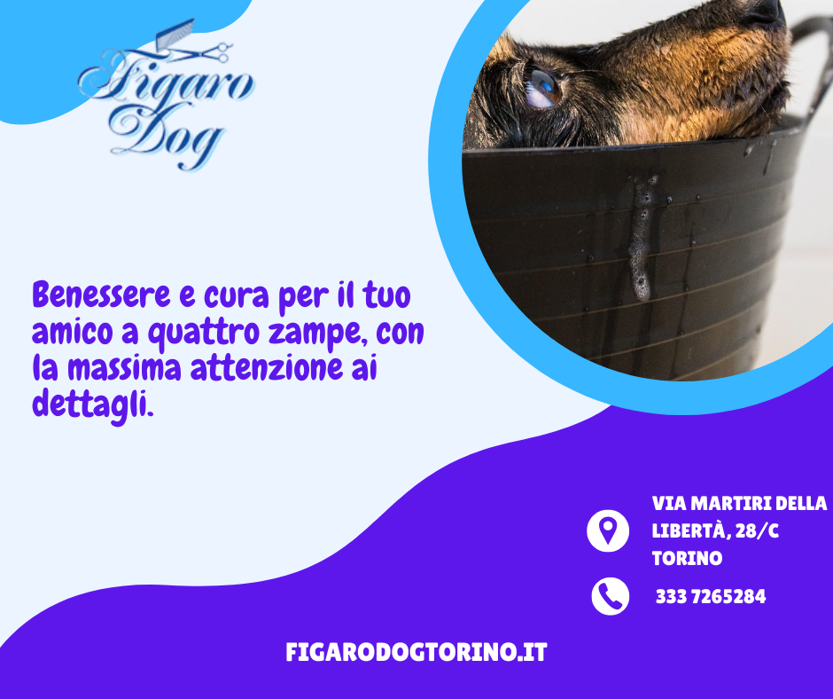 Figaro Dog – Servizi di Toelettatura Figaro Dog – Servizi di Toelettatura