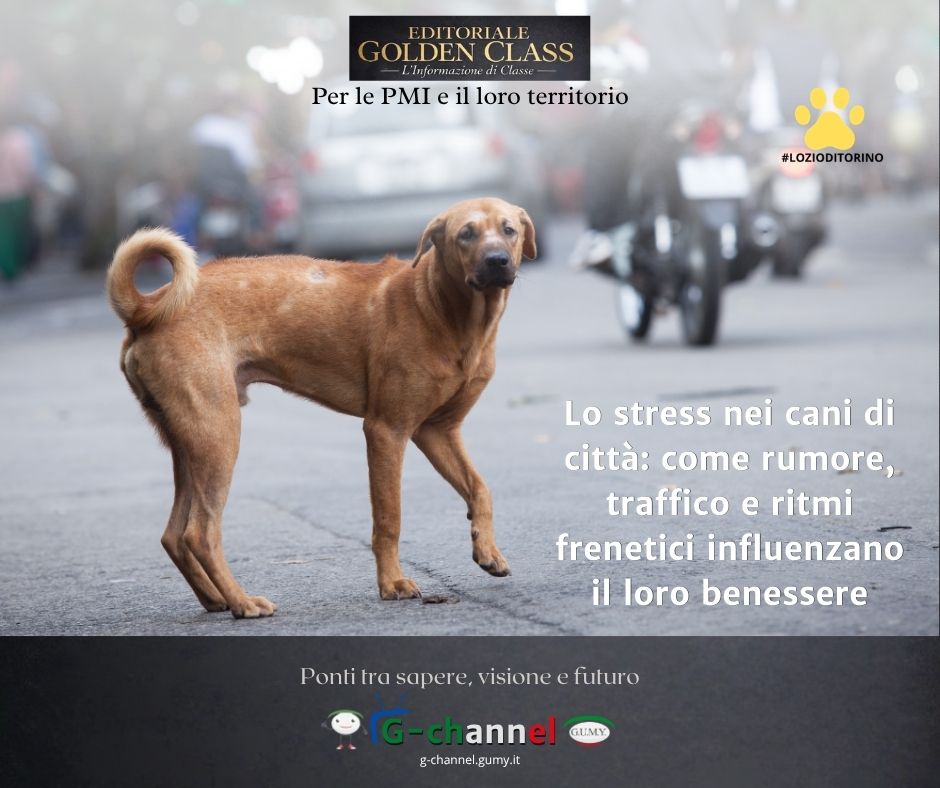 Lo stress nei cani di città: come rumore, traffico e ritmi frenetici influenzano il loro benessere