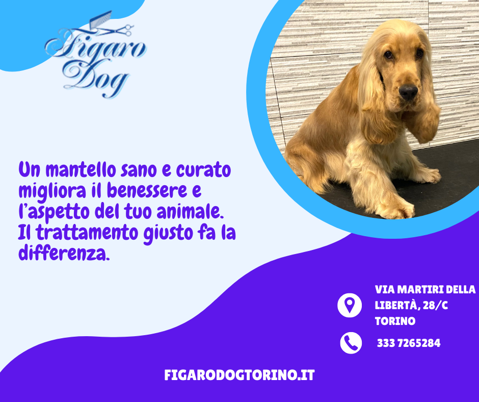 Figaro Dog – Cura e Benessere per il Pelo del Tuo Animale Figaro Dog – Cura e Benessere per il Pelo del Tuo Animale
