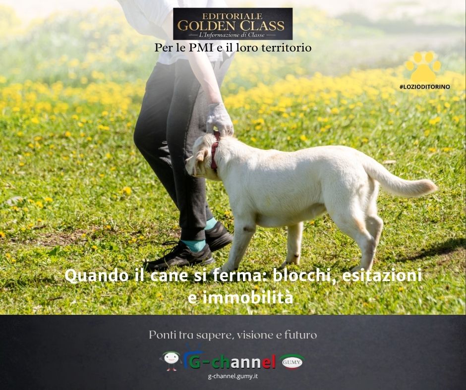 Quando il cane si ferma: blocchi, esitazioni e immobilità