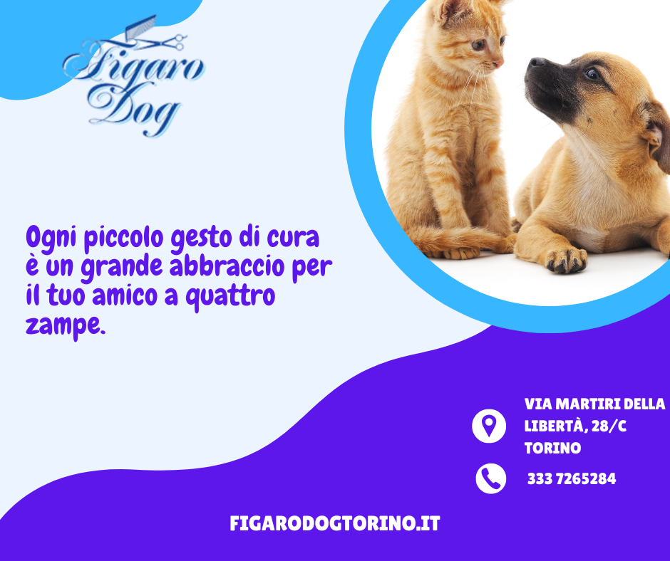 La Cura dei Cuscinetti: Perché Tagliamo i Peli ai Cani e Non ai Gatti La Cura dei Cuscinetti: Perché Tagliamo i Peli ai Cani e Non ai Gatti