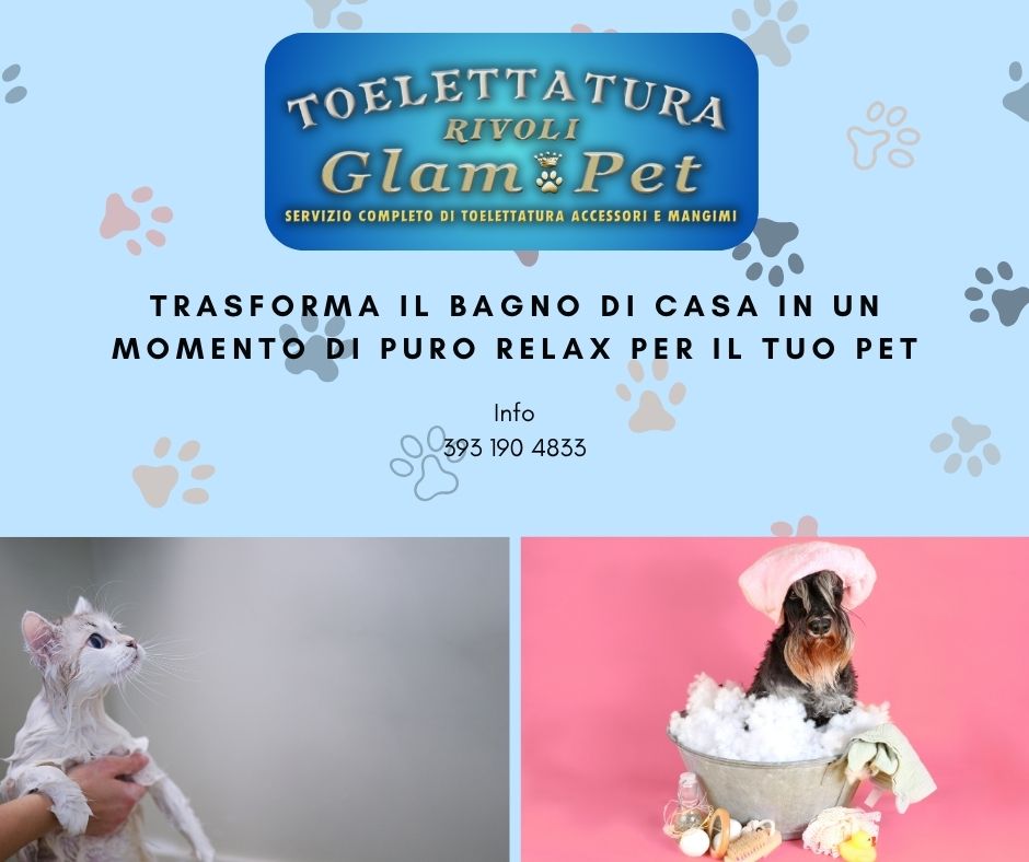 Toelettatura fai-da-te: consigli per i proprietari Toelettatura fai-da-te: consigli per i proprietari