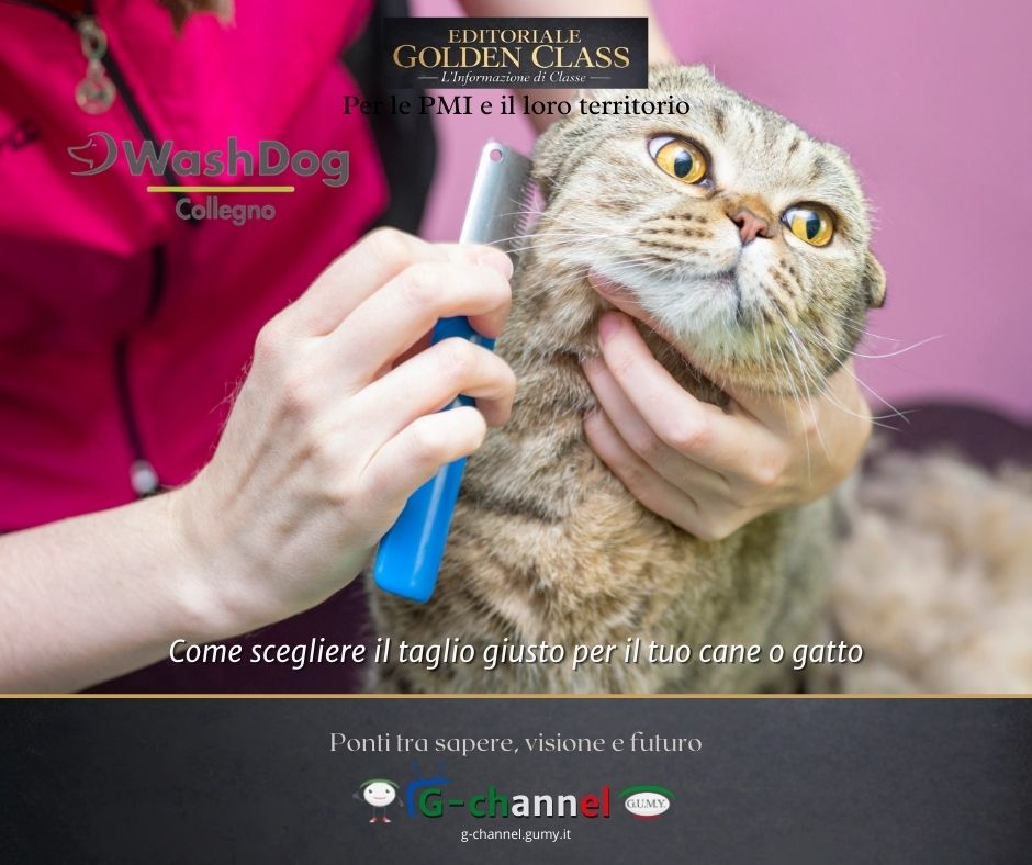 Come scegliere il taglio giusto per il tuo cane o gatto