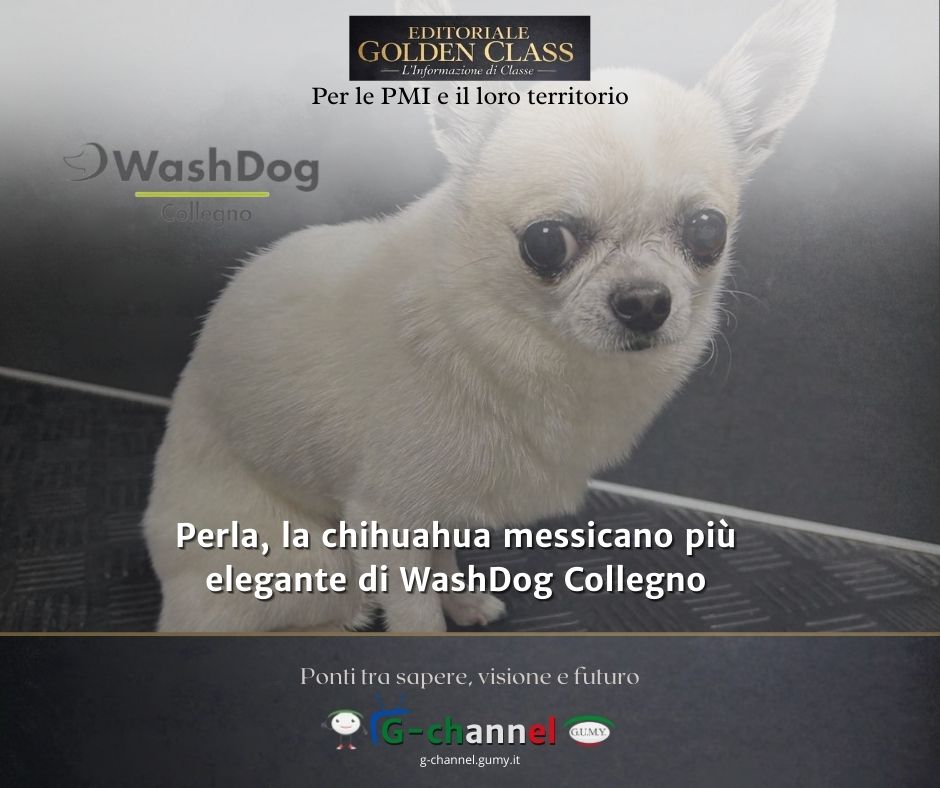 Perla, la chihuahua messicano più elegante di WashDog Collegno