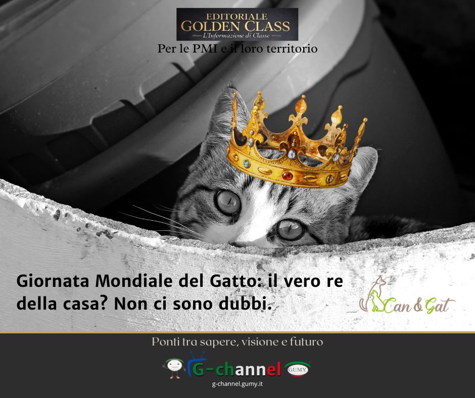 Giornata Mondiale del Gatto: il vero re della casa? Non ci sono dubbi.