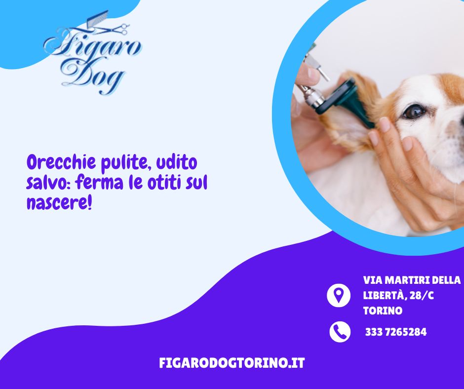 Pulizia Orecchie: Prevenire Infezioni nei Cani