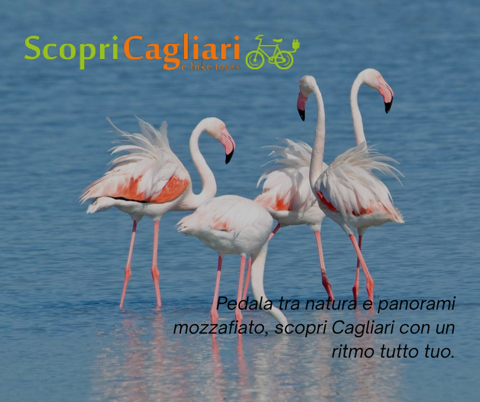 Tour Fenicotteri Rosa e Poetto – Scopri Cagliari in Bici Elettrica Tour Fenicotteri Rosa e Poetto – Scopri Cagliari in Bici Elettrica