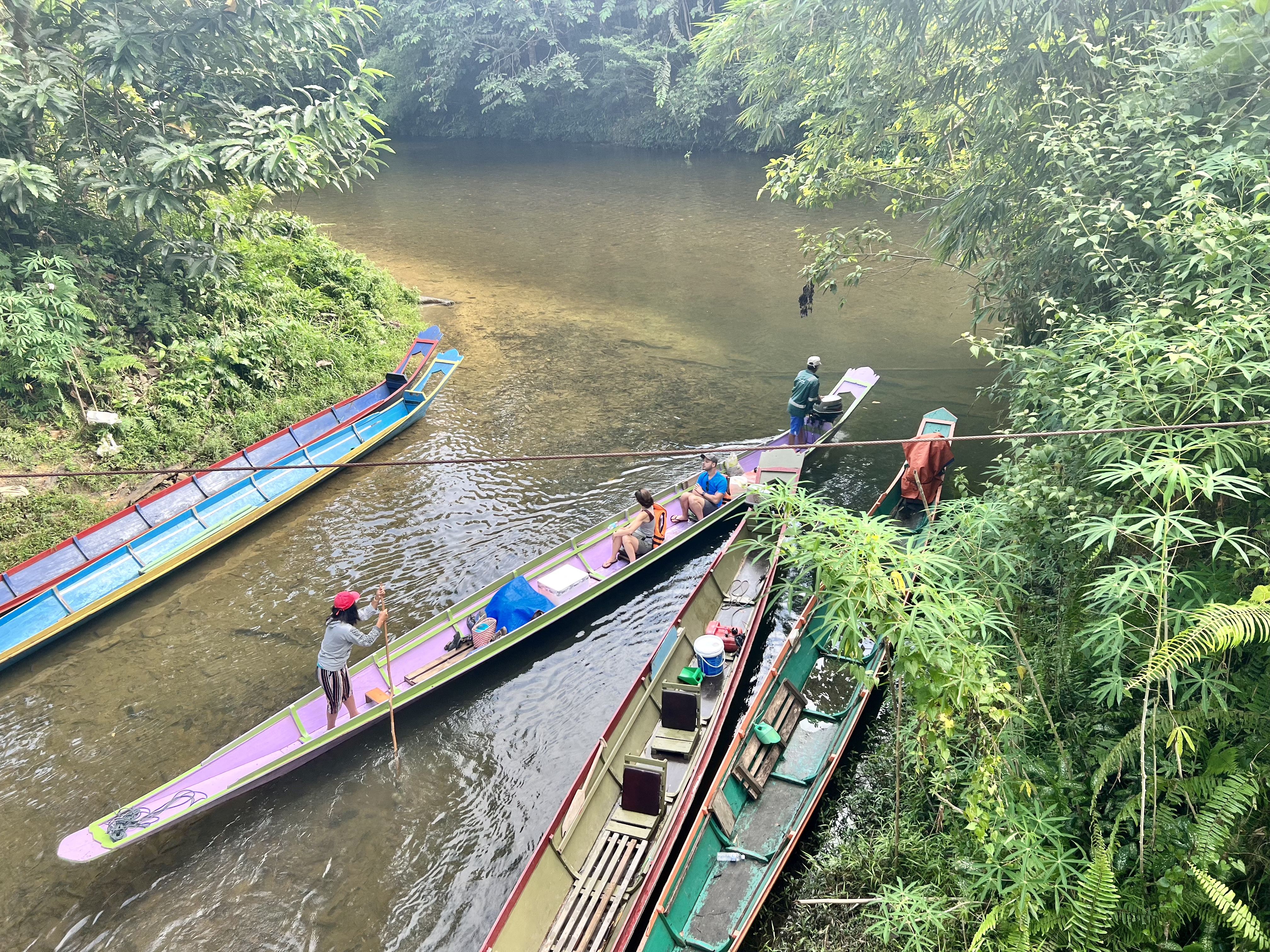 Jungle… Borneo Malese