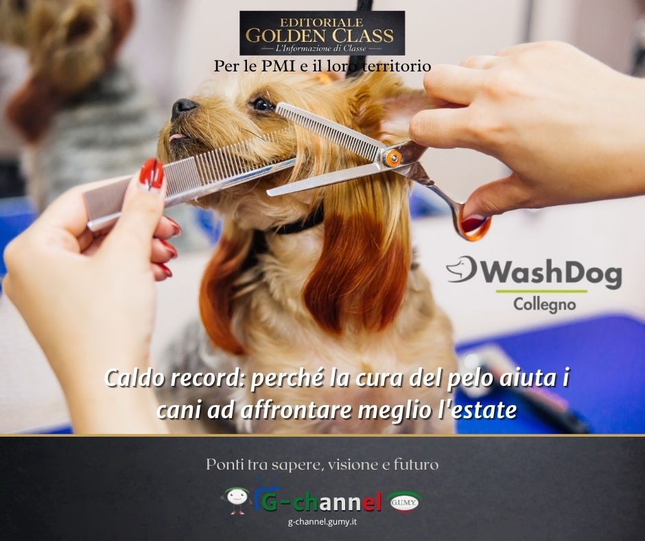 Caldo record: perché la cura del pelo aiuta i cani ad affrontare meglio l'estate