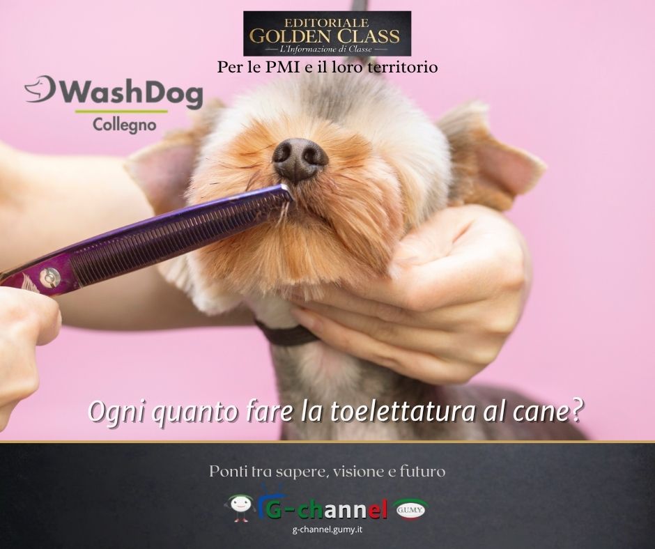 Ogni quanto fare la toelettatura al cane?