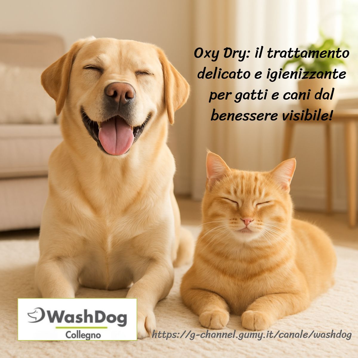 Oxy Dry: il trattamento delicato e igienizzante per gatti e cani!
