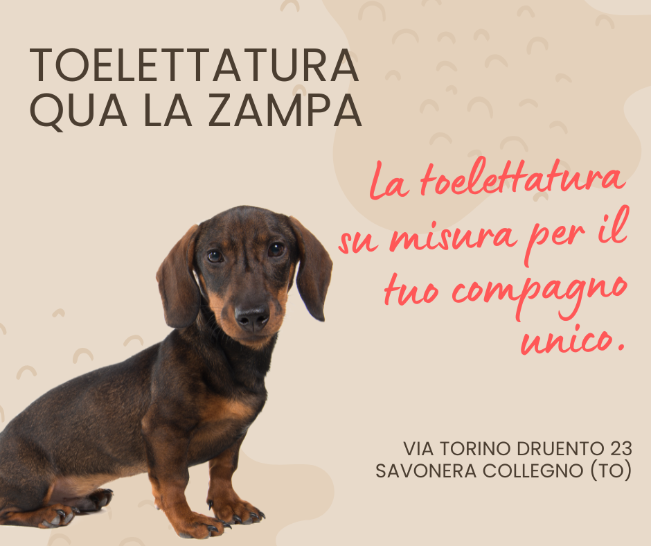La Toelettatura Su Misura per Ogni Esigenza La Toelettatura Su Misura per Ogni Esigenza