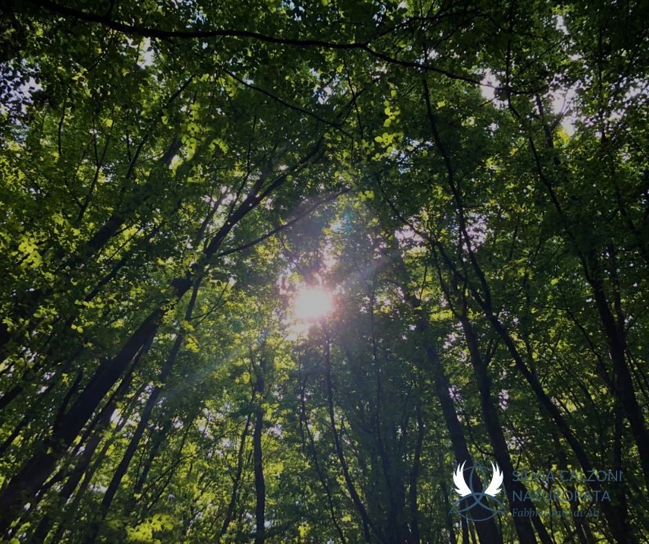 Bagno di Bosco: Rallenta, Respira, Rigenerati! Bagno di Bosco: Rallenta, Respira, Rigenerati!