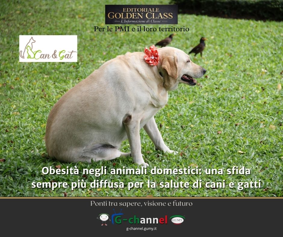 Obesità negli animali domestici: una sfida sempre più diffusa per la salute di cani e gatti
