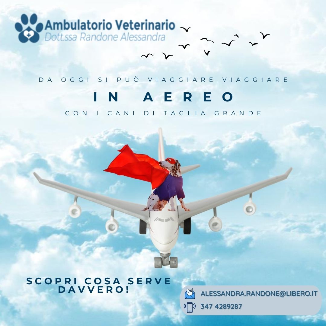 Viaggiare in aereo con i cani di taglia grande: tutto quello che serve sapere