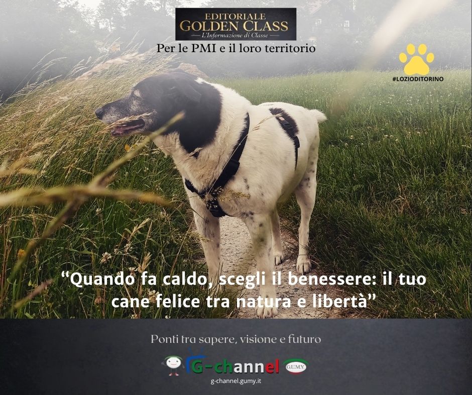 Quando fa caldo, scegli il benessere: il tuo cane felice tra natura e libertà