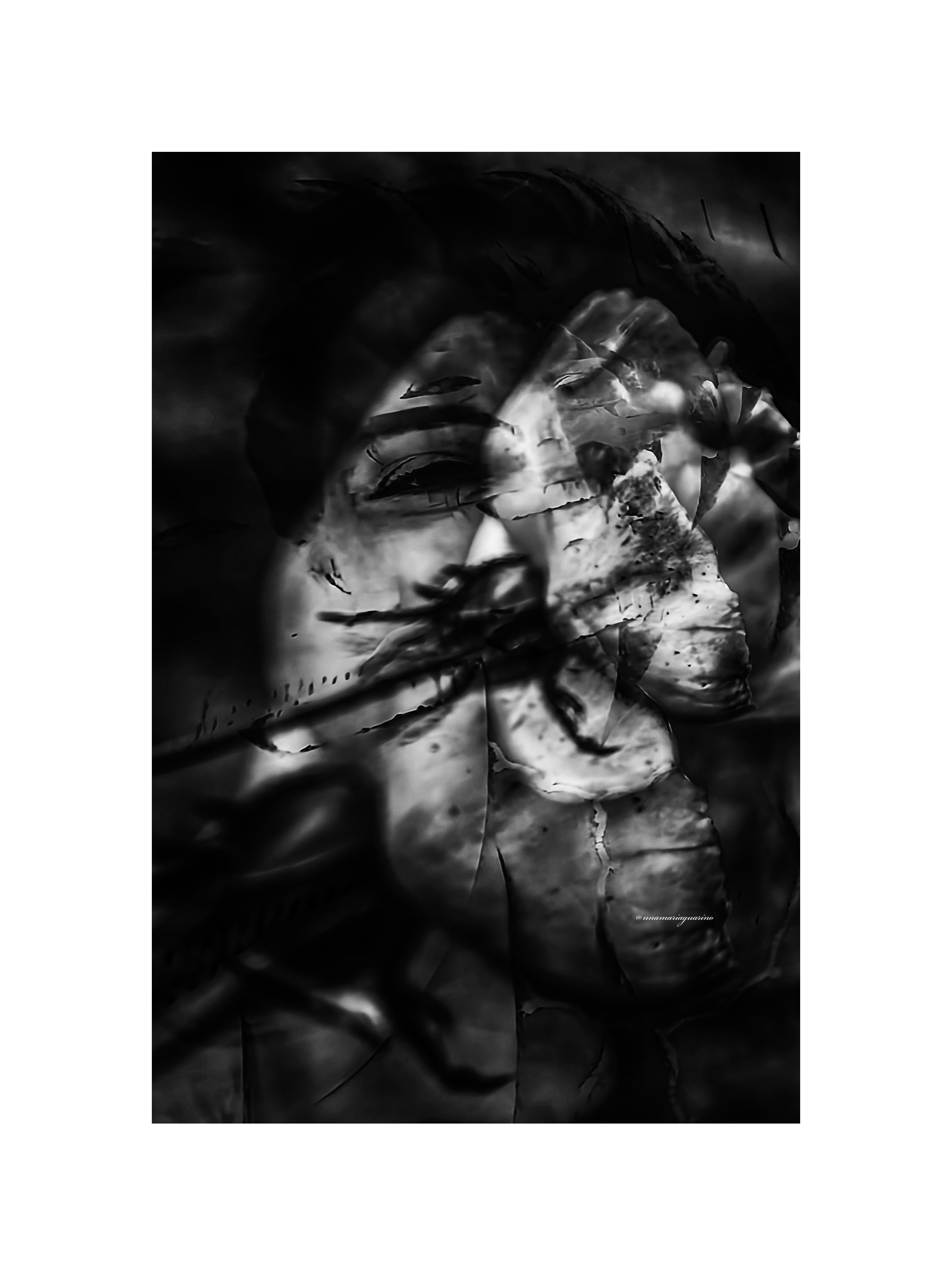 La chiarezza di una rosa. 