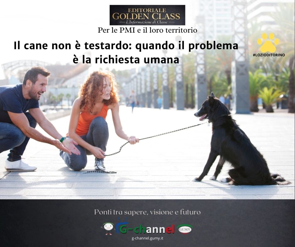 Il cane non è testardo: quando il problema è la richiesta umana