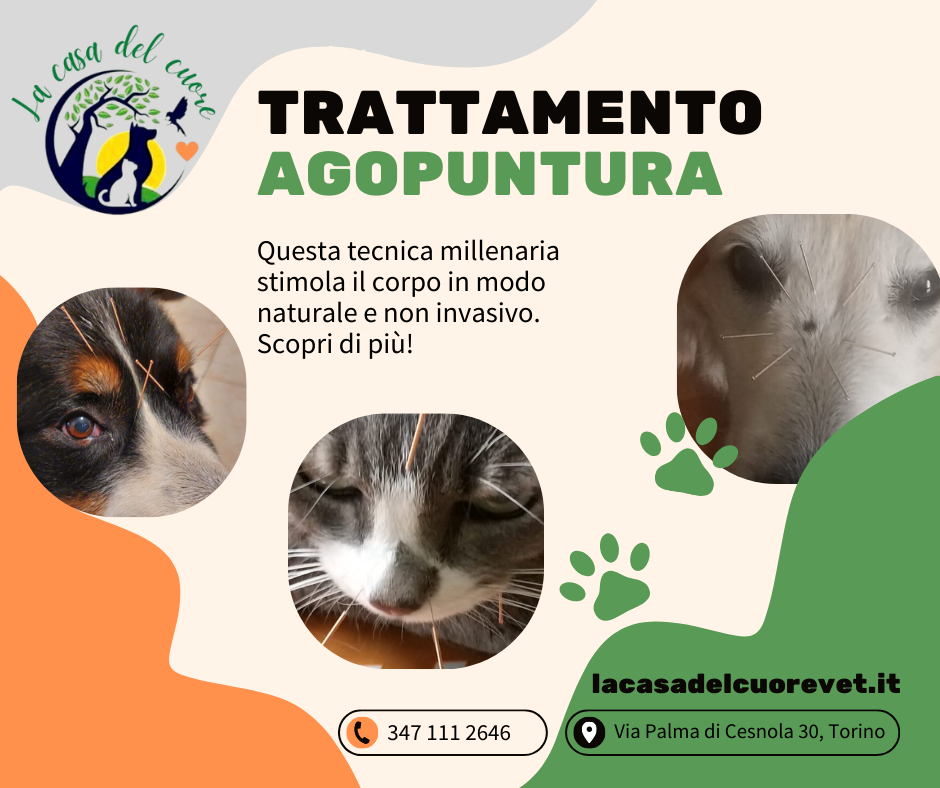 Agopuntura: Tradizione Millenaria per il Benessere dei Nostri Animali Agopuntura: Tradizione Millenaria per il Benessere dei Nostri Animali