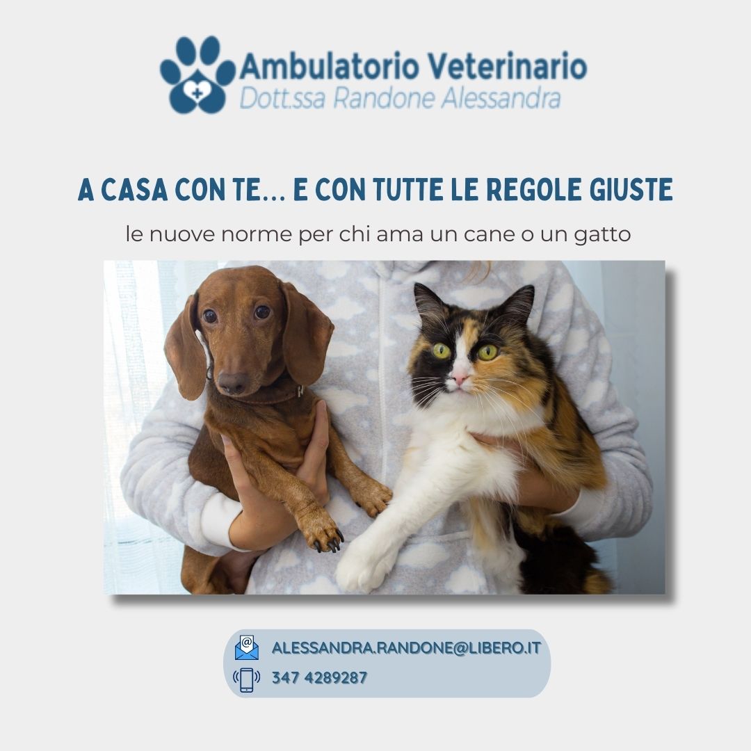A casa con te… e con tutte le regole giuste: le nuove norme per chi ama un cane o un gatto