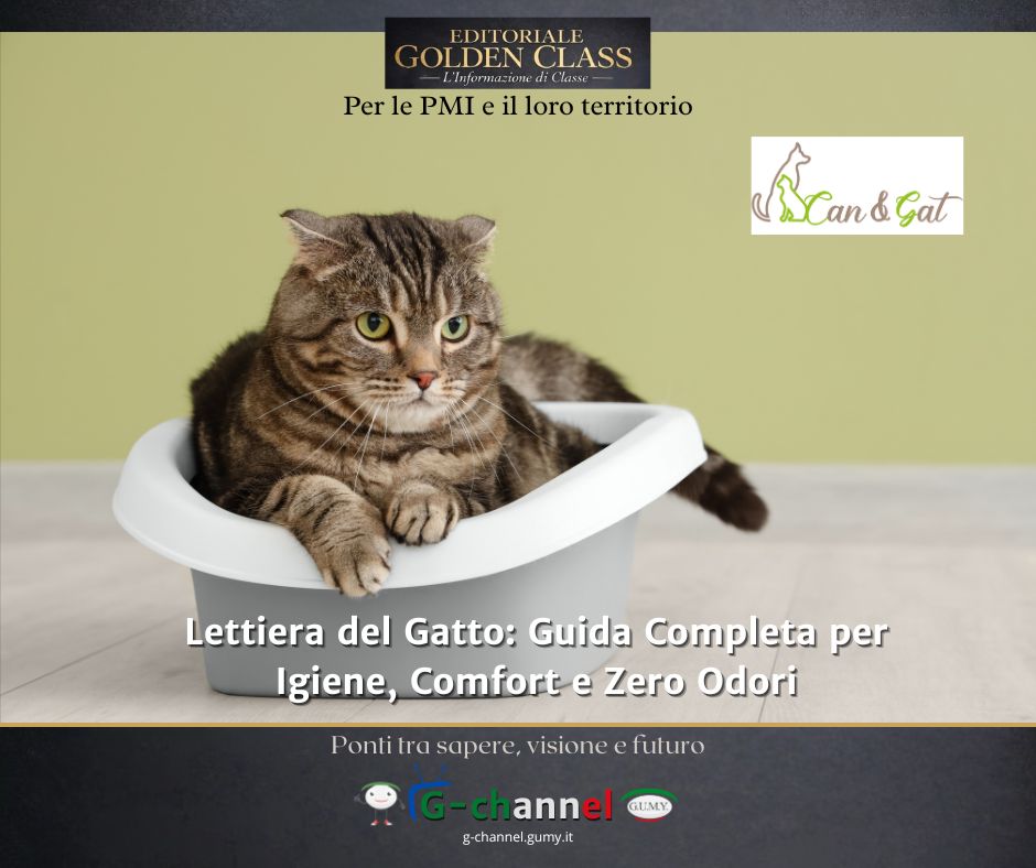 Lettiera del Gatto: Guida Completa per Igiene, Comfort e Zero Odori