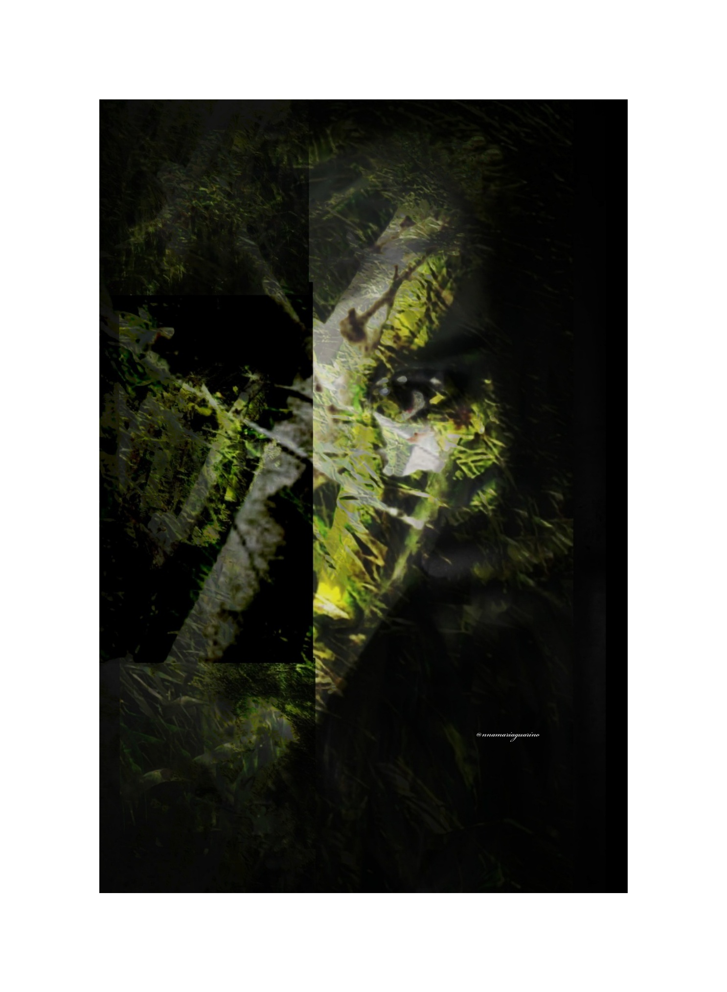 Semplicemente...Alberi...