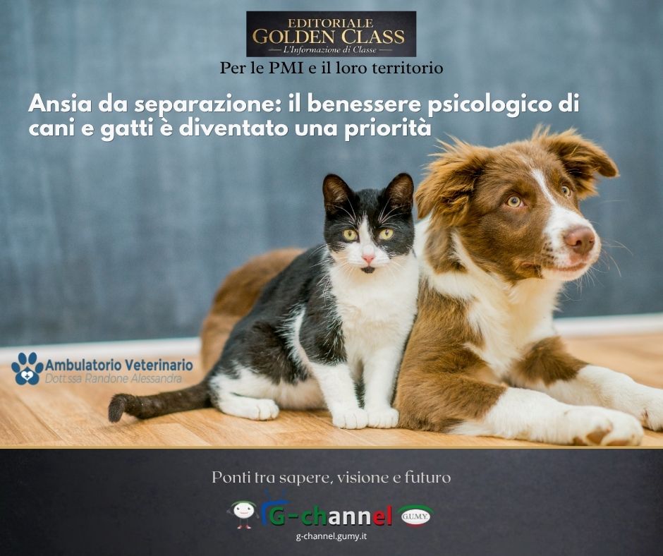 Ansia da separazione: il benessere psicologico di cani e gatti è diventato una priorità
