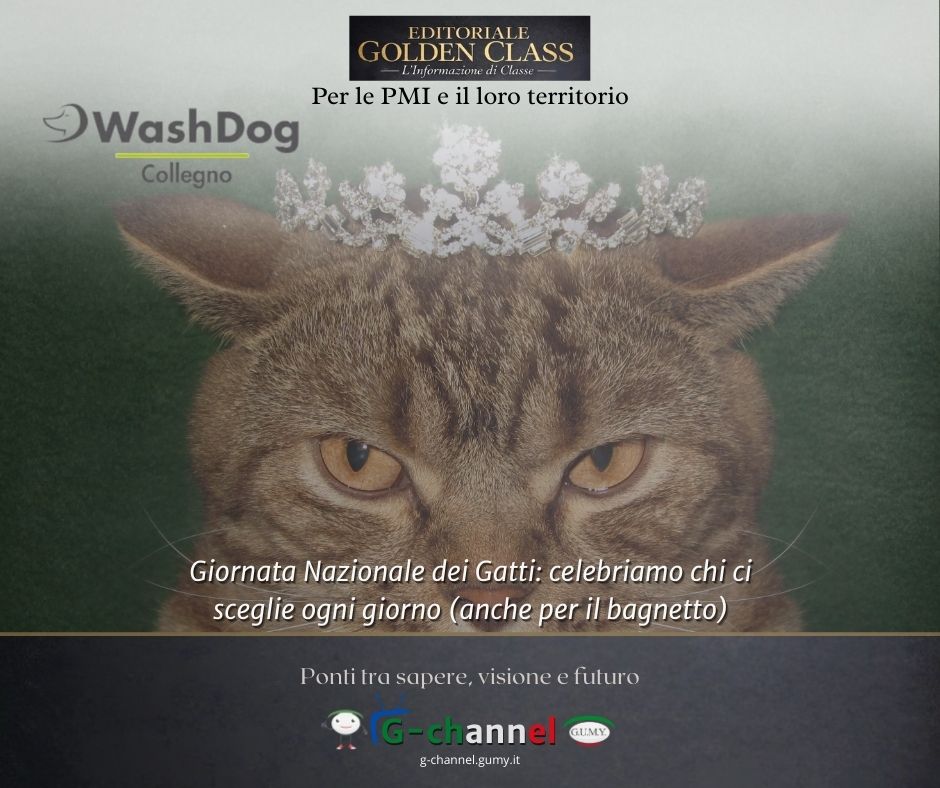 Giornata Nazionale dei Gatti: celebriamo chi ci sceglie ogni giorno (anche per il bagnetto)