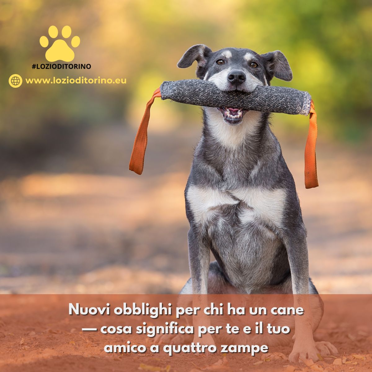 Nuovi obblighi per chi ha un cane — cosa significa per te e il tuo amico a quattro zampe
