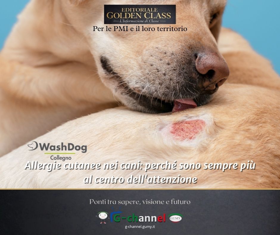 Allergie cutanee nei cani: perché sono sempre più al centro dell'attenzione