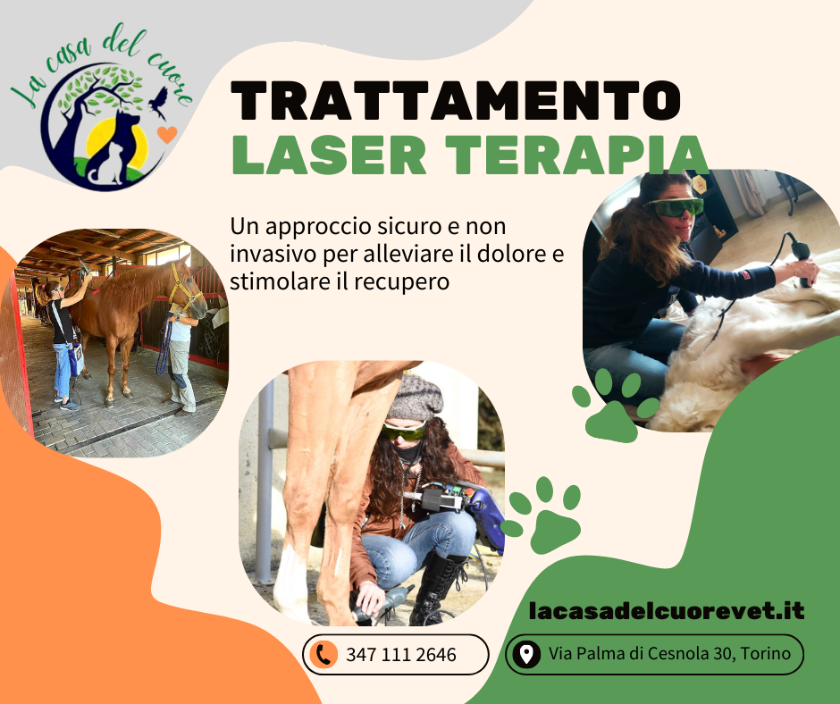 Laserterapia: Approccio Innovativo per il Benessere dei Nostri Animali Laserterapia: Approccio Innovativo per il Benessere dei Nostri Animali