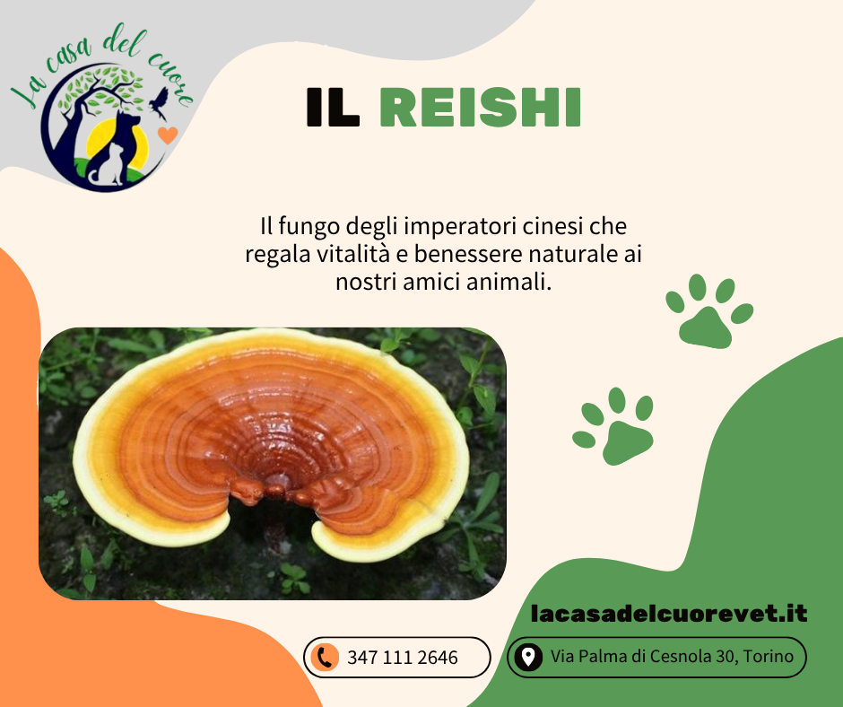 Reishi: Il Fungo degli Imperatori Cinesi Reishi: Il Fungo degli Imperatori Cinesi