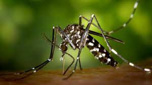 Dengue (febbre spaccaossa)