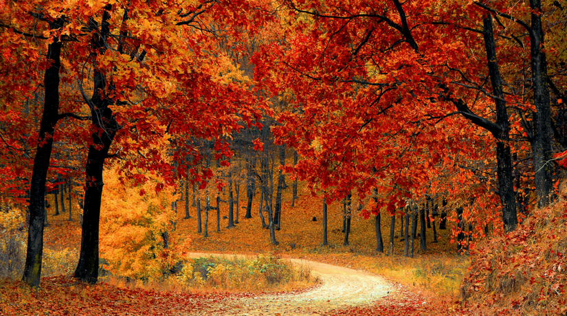 I meravigliosi colori dell'autunno